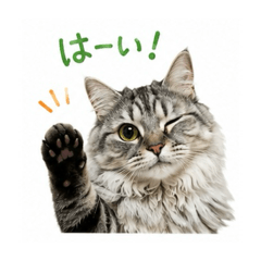 Azuki & Monaka, my two cats