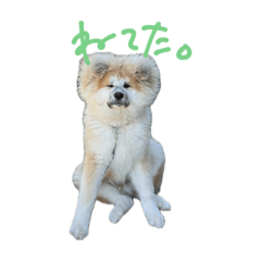 y_20260815122911