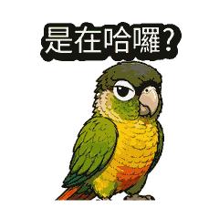 Solo Parrot Taiwanese Attitude