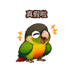 Taiwan Parrot Local Slang