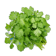 Chatty Cilantro