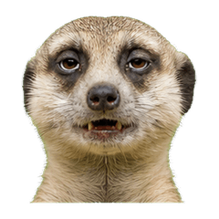 Reiwa Office Meerkat 1