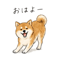 Everyday Cute Shiba Inu!