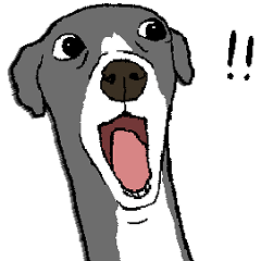 An Italian Greyhound just scraping by