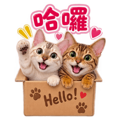 Bengal cat -Cookie & Candy 01
