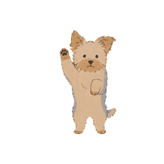 No Text Yorkshire Terrier Animated