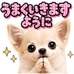 やさしい気づかい♡ほんわかチワワ