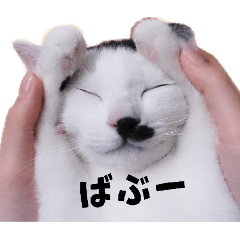 The Shoji family's cat.