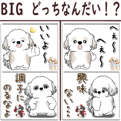 [BIG] シーズー犬 「どっちなんだい！？」