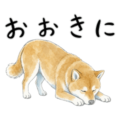 Kyoto Dialect Shiba