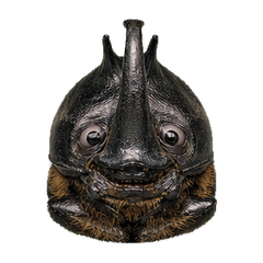 Reiwa Office Rhinoceros Beetle 1