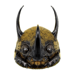 Reiwa Office Hercules Beetle 1