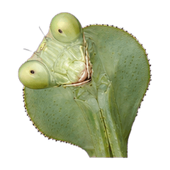 Reiwa Office Giant Shield Mantis 1