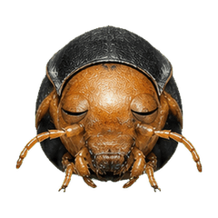 Reiwa Office Bombardier Beetle 1
