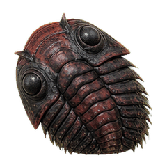 Reiwa Office Trilobite Beetle 1