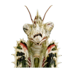 Reiwa Office Devil'S Flower Mantis 1