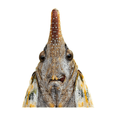 Reiwa Office Lanternfly 1