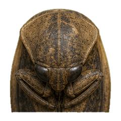 Reiwa Office Giant Water Bug 1