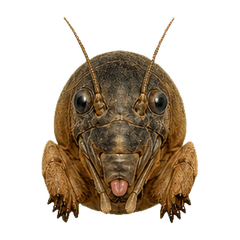 Reiwa Office Mole Cricket 1