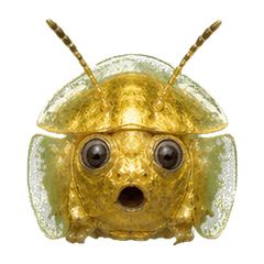 Reiwa Office Golden Tortoise Beetle 1