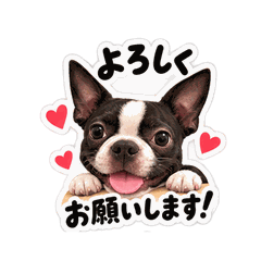 Boston Terrier Everyday Stickers!