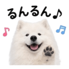 かわいすぎるサモエドさんスタンプ♡
