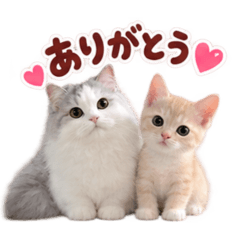 Nico_20260816062312