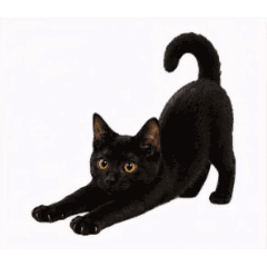 a black cat a