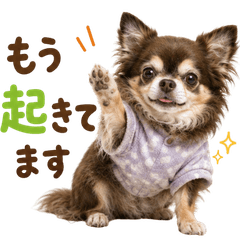 20260816dog3
