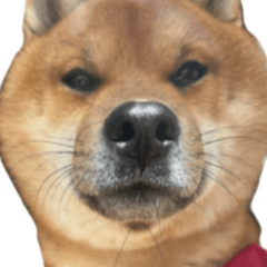 Mikawa Dialect Shiba Inu