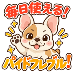 Everyday Pied French Bulldog