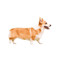 small corgi a