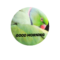 Greengreen parrot