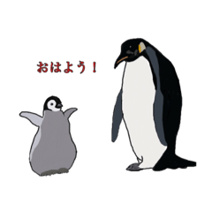 real penguin