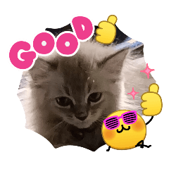 punika bunkaew_20260803084049