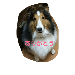 m.Sheltie Sakura
