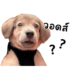 shifuthedog