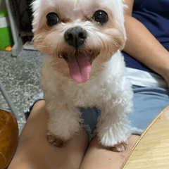 憨吉專屬貼圖