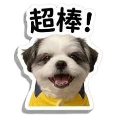 黃衣西施犬的日常小劇場 V2