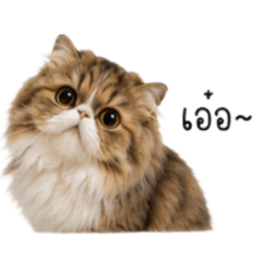Ponyy the cat