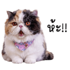 Miika mad cat
