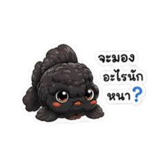 Amfay&Baiboon_20260807191849
