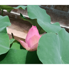 Bua Ja Pi Ma Laew