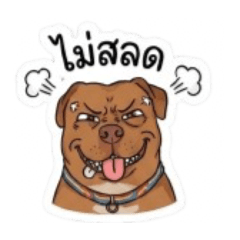 Mango mydog