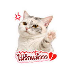 Amounts_20260810115606