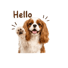 cute cavalier_20260810115954
