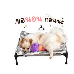 Pomeranian dog rice ball