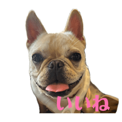 French Bulldog Honoka Photo Stickers