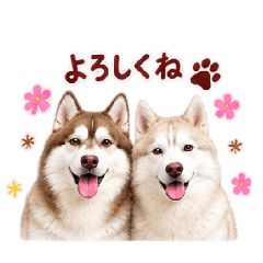 misa_20260817105530