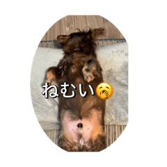 MonTototo2_20260817192117